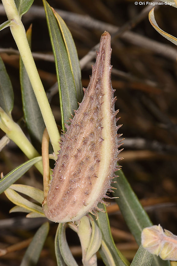 Gomphocarpus sinaicus  Geotagged,Gomphocarpus sinaicus,Israel,Spring
