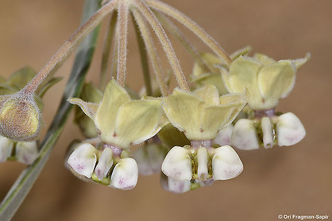 Gomphocarpus sinaicus  Geotagged,Gomphocarpus sinaicus,Israel,Spring