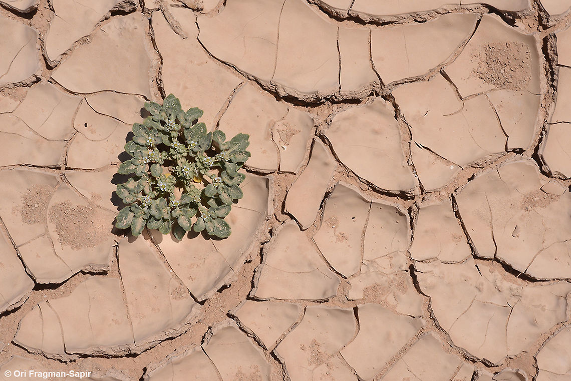 Anastatica hierochuntica  Anastatica,Anastatica hierochuntica,Geotagged,Israel,Spring