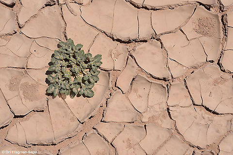 Anastatica hierochuntica  Anastatica,Anastatica hierochuntica,Geotagged,Israel,Spring