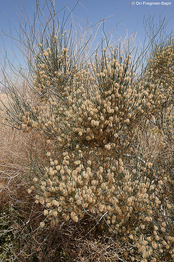 Calligonum comosum  Calligonum comosum,Geotagged,Israel,Spring