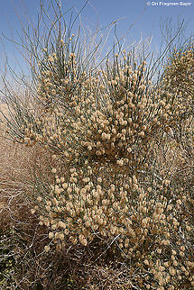 Calligonum comosum  Calligonum comosum,Geotagged,Israel,Spring