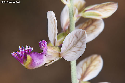 Polygala negevensis  Geotagged,Israel,Polygala negevensis,Spring