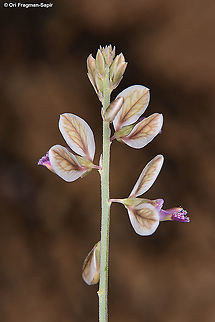 Polygala negevensis  Geotagged,Israel,Polygala negevensis,Spring