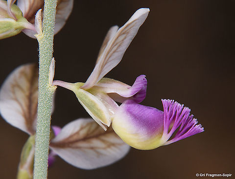 Polygala negevensis  Geotagged,Israel,Polygala negevensis,Spring
