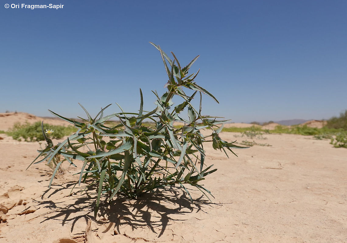 Euphorbia retusa  Euphorbia retusa,Geotagged,Israel,Spring