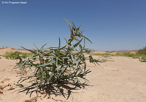 Euphorbia retusa  Euphorbia retusa,Geotagged,Israel,Spring