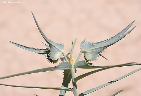 Euphorbia retusa  Euphorbia retusa,Geotagged,Israel,Spring