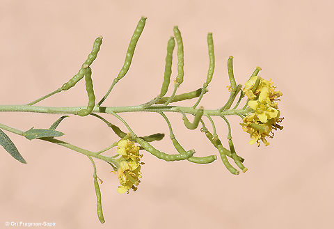 Nasturtiopsis coronopifolia  Geotagged,Israel,Nasturtiopsis coronopifolia,Spring