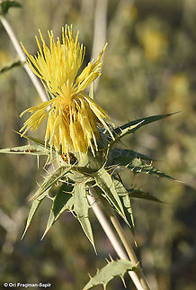 Carthamus persicus  Carthamus persicus,Geotagged,Israel,Spring