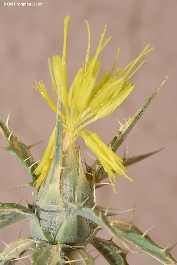 Carthamus persicus  Carthamus persicus,Geotagged,Israel,Spring