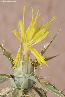 Carthamus persicus  Carthamus persicus,Geotagged,Israel,Spring