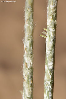 Lasiurus scindicus  Geotagged,Israel,Lasiurus scindicus,Spring
