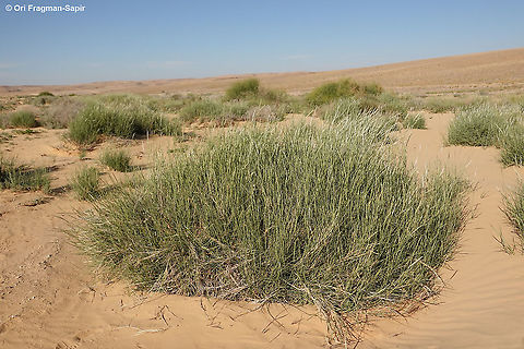 Lasiurus scindicus  Geotagged,Israel,Lasiurus scindicus,Spring