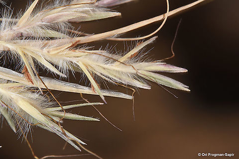 Cymbopogon commutatus  Cymbopogon commutatus,Geotagged,Incense grass,Israel,Spring