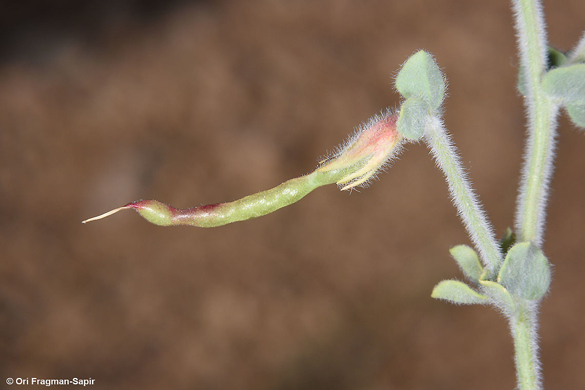 Lotus lanuginosus  Geotagged,Israel,Lotus lanuginosus,Spring