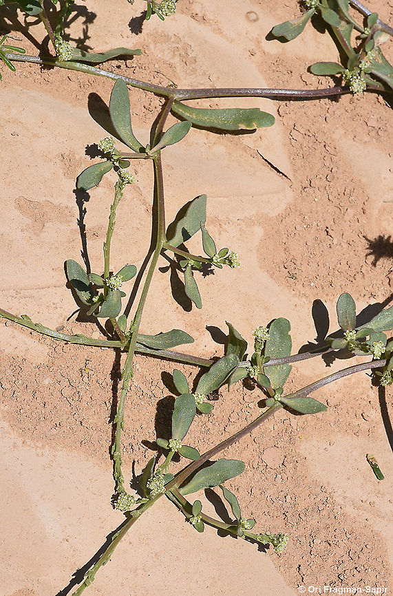 Lepidium aucheri  Geotagged,Israel,Lepidium aucheri,Spring