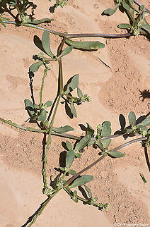 Lepidium aucheri  Geotagged,Israel,Lepidium aucheri,Spring