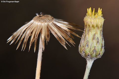 Phagnalon barbeyanum