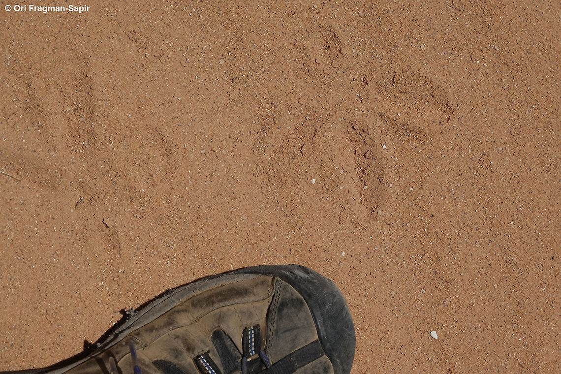 White Stork (Ciconia ciconia) Tracks  Ciconia ciconia,Geotagged,Israel,Spring,White Stork