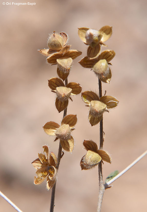 Helianthemum lippii  Geotagged,Helianthemum lippii,Israel,Spring