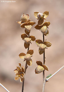 Helianthemum lippii  Geotagged,Helianthemum lippii,Israel,Spring
