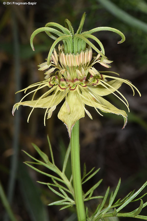 Nigella oxypetala  Geotagged,Nigella oxypetala,Spring