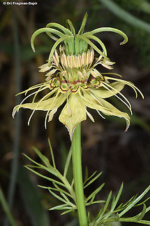 Nigella oxypetala  Geotagged,Nigella oxypetala,Spring