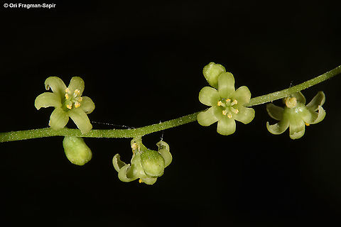 Dioscorea communis  Black bryony,Dioscorea communis,Geotagged,Spring