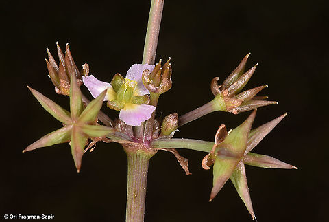 Damasonium alisma  Damasonium alisma,Geotagged,Spring,Starfruit