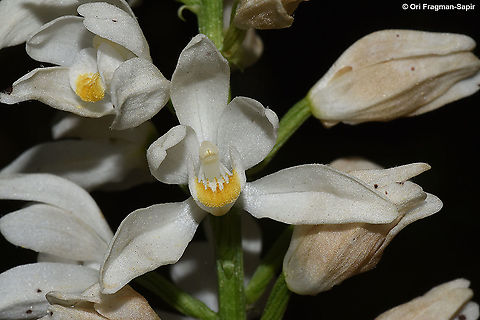 Cephalanthera longifolia  Cephalanthera longifolia,Geotagged,Spring,Sword-leaved Helleborine