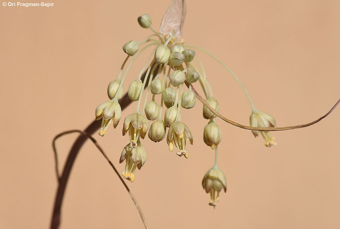 Allium decaisnei  Allium decaisnei,Geotagged,Israel,Spring