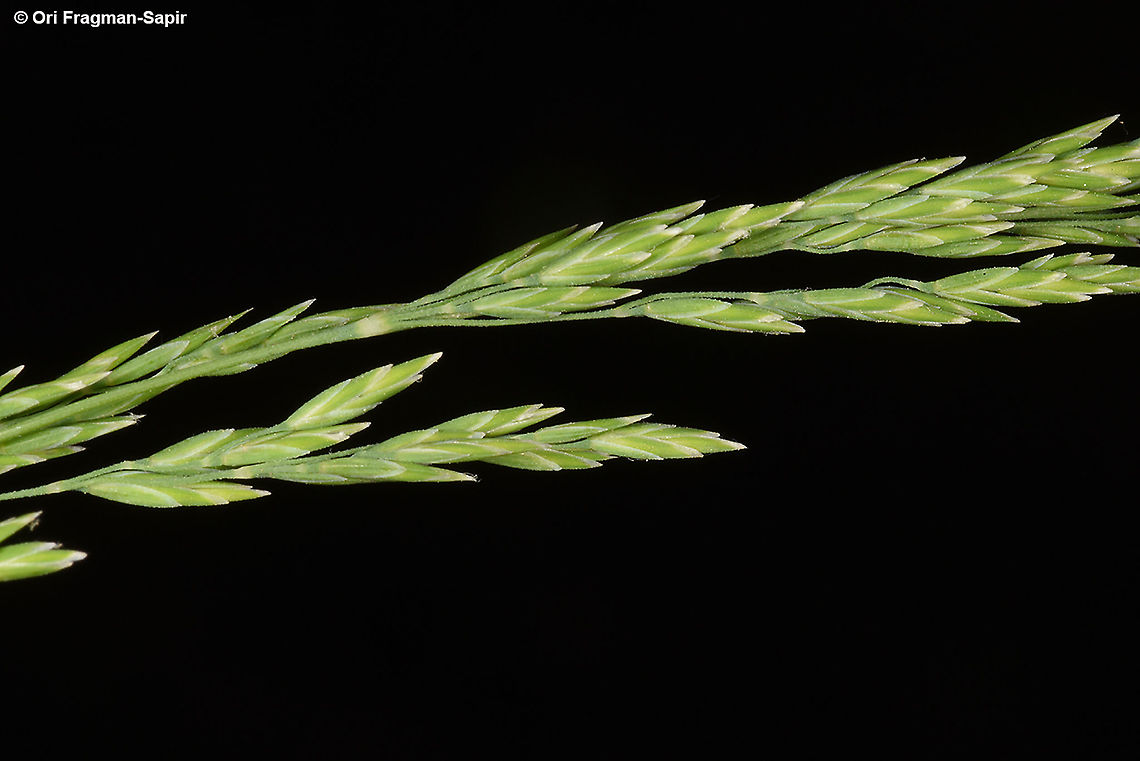 Poa nemoralis  Geotagged,Poa nemoralis,Spring