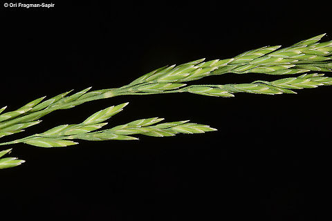 Poa nemoralis  Geotagged,Poa nemoralis,Spring