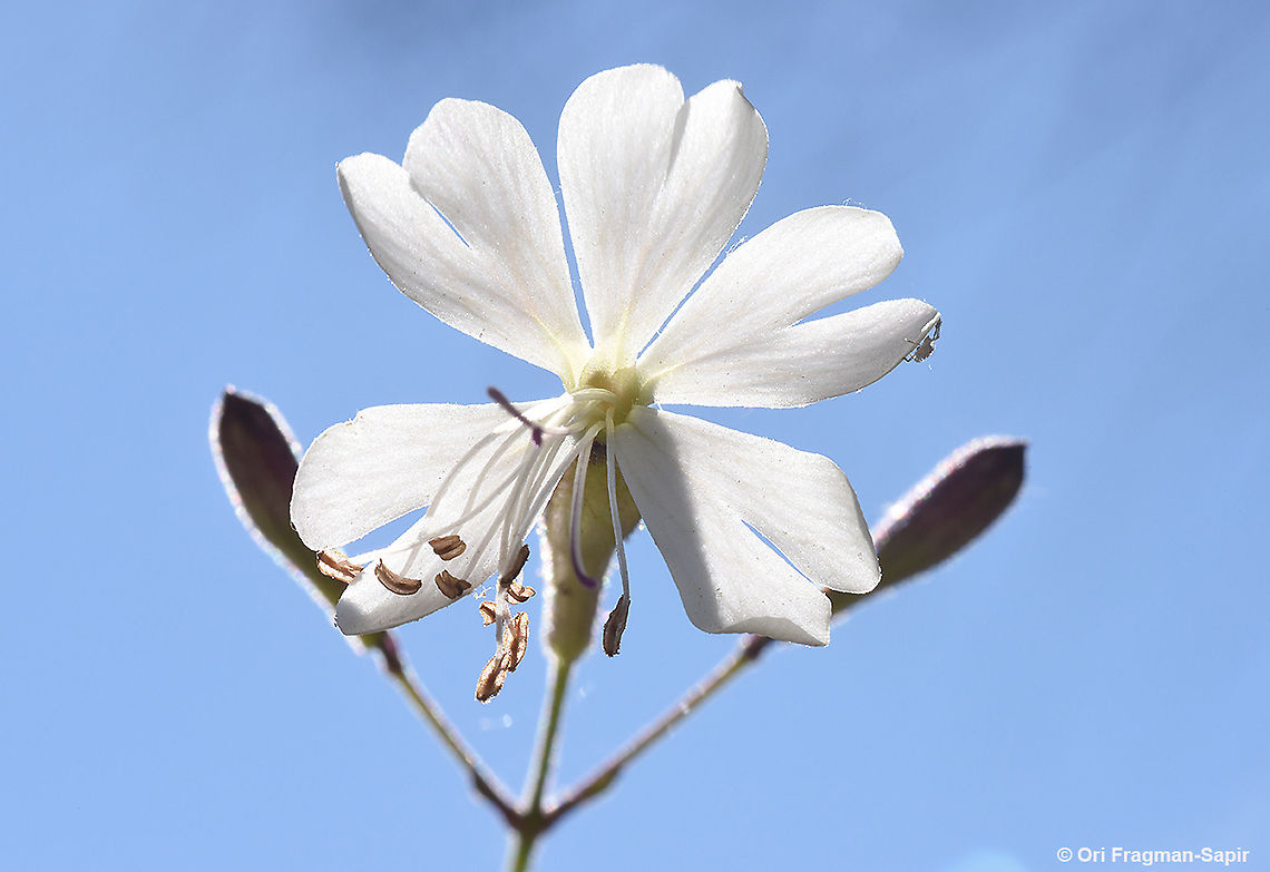 Silene italica  Geotagged,Silene italica,Spring