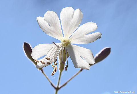 Silene italica  Geotagged,Silene italica,Spring