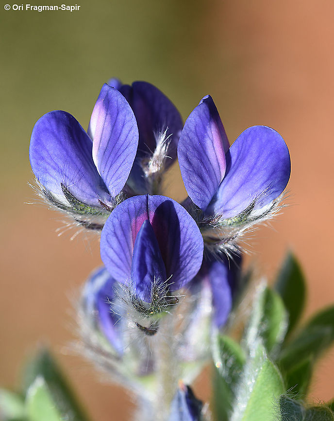 Lupinus micranthus  Geotagged,Lupinus micranthus,Spring