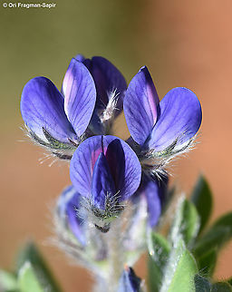Lupinus micranthus  Geotagged,Lupinus micranthus,Spring