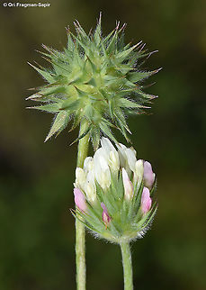 Trifolium leucanthum  Geotagged,Spring,Trifolium leucanthum