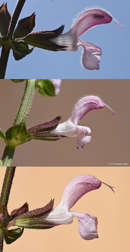 Salvia eigii  Geotagged,Salvia eigii,Spring
