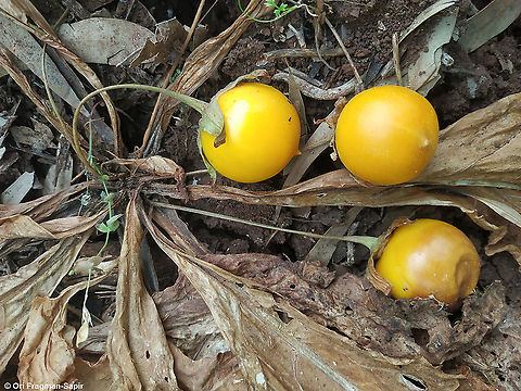 Mandragora autumnalis  Geotagged,Israel,Mandragora autumnalis,Spring