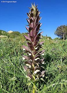 Acanthus syriacus  Acanthus syriacus,Geotagged,Spring