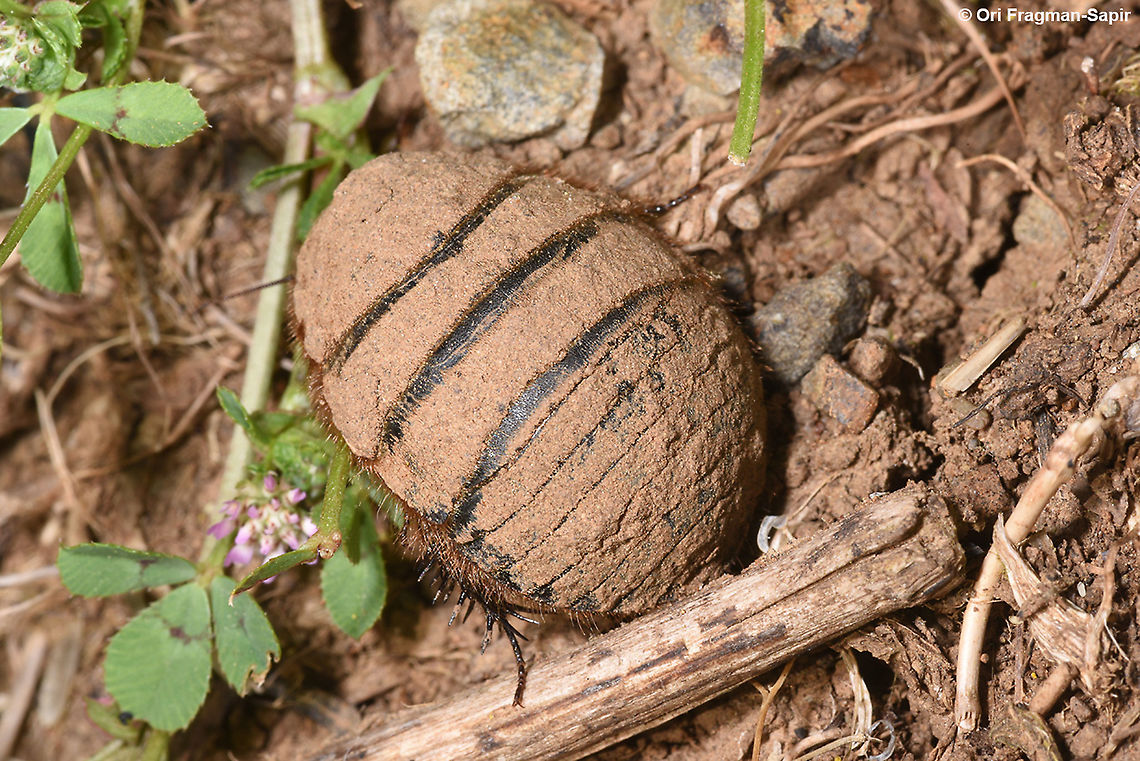 Polyphaga aegyptiaca  Geotagged,Polyphaga aegyptiaca,Spring