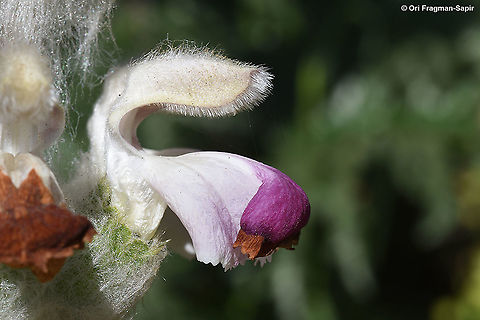 Phlomoides loasifolia A purple variety Geotagged,Phlomoides loasifolia,Spring