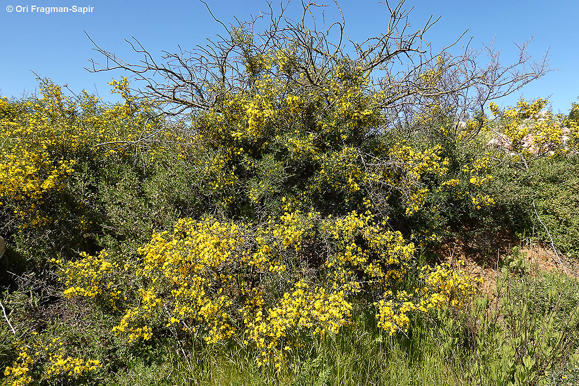 Calicotome villosa  Calicotome villosa,Geotagged,Hairy thorny broom,Spring