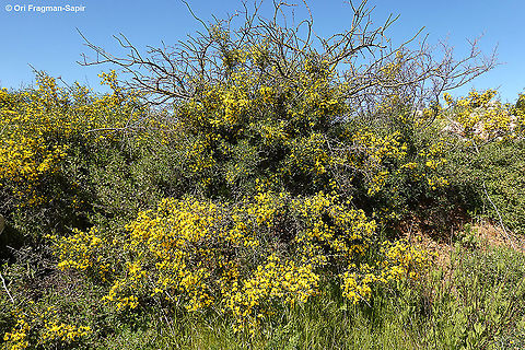 Calicotome villosa  Calicotome villosa,Geotagged,Hairy thorny broom,Spring
