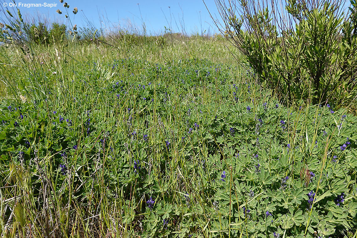 Lupinus micranthus  Geotagged,Lupinus micranthus,Spring