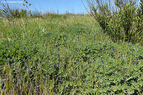 Lupinus micranthus  Geotagged,Lupinus micranthus,Spring