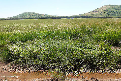 Butomus umbellatus  Butomus umbellatus,Flowering rush,Geotagged,Spring