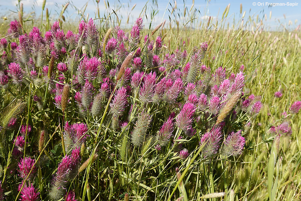 Trifolium purpureum  Geotagged,Spring,Trifolium purpureum